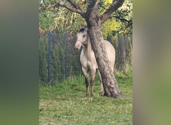 American Quarter Horse, Hengst, 2 Jahre, 154 cm, Champagne