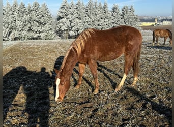 American Quarter Horse, Hengst, 2 Jahre, 154 cm, Fuchs