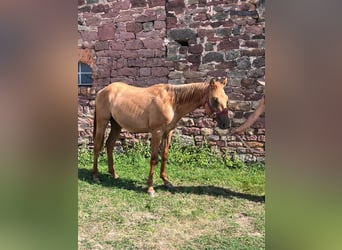 American Quarter Horse, Hengst, 2 Jahre, 154 cm, Red Dun