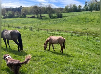 American Quarter Horse, Hengst, 2 Jahre, 154 cm, Red Dun