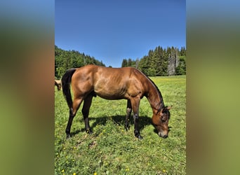 American Quarter Horse, Hengst, 2 Jahre, 155 cm, Brauner