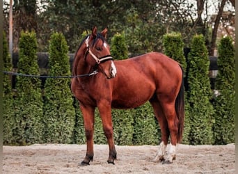 American Quarter Horse Mix, Hengst, 2 Jahre, 155 cm, Brauner