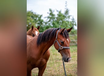 American Quarter Horse, Hengst, 2 Jahre, 155 cm, Brauner