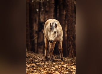 American Quarter Horse, Hengst, 2 Jahre, 155 cm, Buckskin