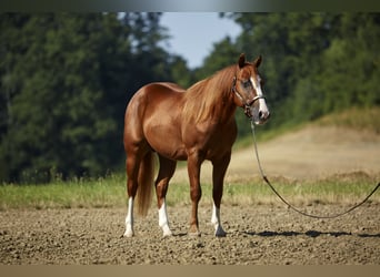American Quarter Horse, Hengst, 2 Jahre, 155 cm, Fuchs