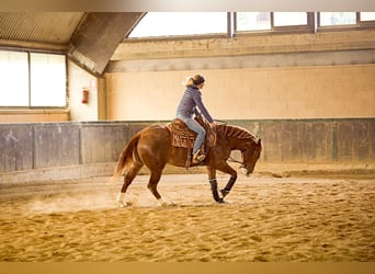 American Quarter Horse, Hengst, 2 Jahre, 155 cm, Fuchs