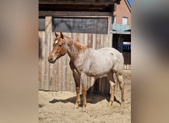 American Quarter Horse, Hengst, 2 Jahre, 155 cm, Roan-Red