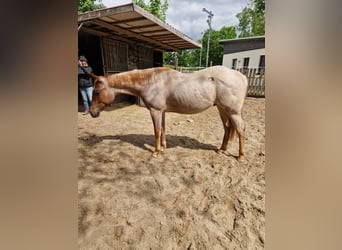 American Quarter Horse, Hengst, 2 Jahre, 155 cm, Roan-Red