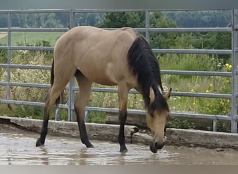 American Quarter Horse, Hengst, 2 Jahre, 158 cm, Buckskin