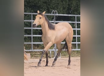 American Quarter Horse, Hengst, 2 Jahre, 158 cm, Buckskin