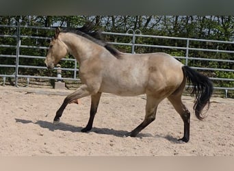 American Quarter Horse, Hengst, 2 Jahre, 159 cm, Buckskin