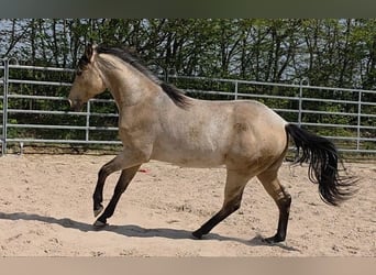 American Quarter Horse, Hengst, 2 Jahre, 159 cm, Buckskin