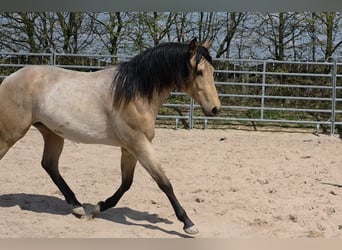 American Quarter Horse, Hengst, 2 Jahre, 159 cm, Buckskin