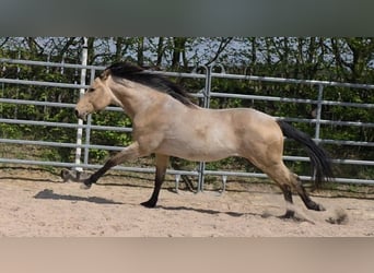American Quarter Horse, Hengst, 2 Jahre, 159 cm, Buckskin