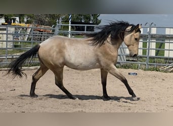 American Quarter Horse, Hengst, 2 Jahre, 159 cm, Buckskin