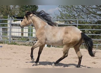 American Quarter Horse, Hengst, 2 Jahre, 159 cm, Buckskin