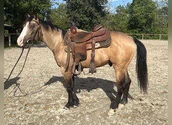 American Quarter Horse, Hengst, 2 Jahre, 160 cm, Buckskin