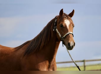 American Quarter Horse, Hengst, 2 Jahre, 160 cm, Fuchs