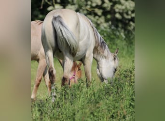 American Quarter Horse, Hengst, 2 Jahre, 160 cm, Palomino