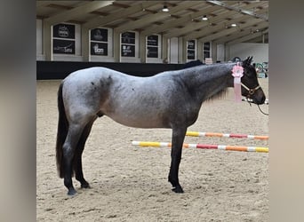 American Quarter Horse, Hengst, 2 Jahre, 160 cm, Roan-Blue