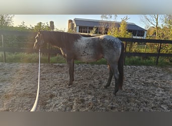 American Quarter Horse, Hengst, 2 Jahre, 160 cm, Roan-Blue