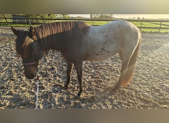 American Quarter Horse, Hengst, 2 Jahre, 160 cm, Roan-Blue