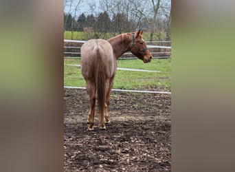 American Quarter Horse, Hengst, 2 Jahre, 160 cm, Roan-Red