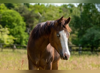 American Quarter Horse, Hengst, 2 Jahre, Buckskin