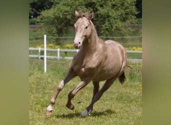 American Quarter Horse, Hengst, 2 Jahre, Champagne