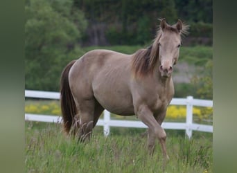 American Quarter Horse, Hengst, 2 Jahre, Champagne