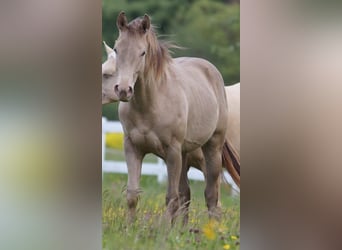 American Quarter Horse, Hengst, 2 Jahre, Champagne