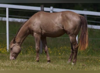 American Quarter Horse, Hengst, 2 Jahre, Champagne