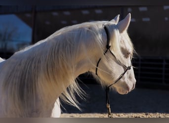 American Quarter Horse, Hengst, 2 Jahre, Cremello