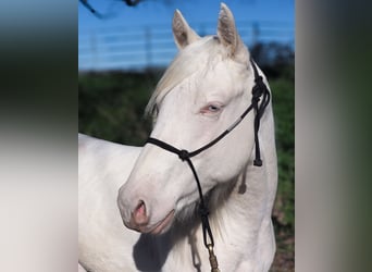 American Quarter Horse, Hengst, 2 Jahre, Cremello