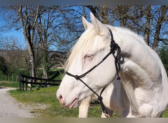 American Quarter Horse, Hengst, 2 Jahre, Cremello