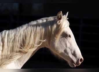American Quarter Horse, Hengst, 2 Jahre, Cremello