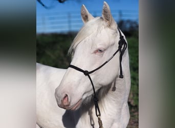 American Quarter Horse, Hengst, 2 Jahre, Cremello