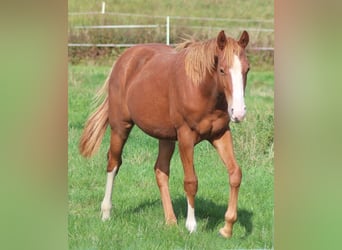American Quarter Horse, Hengst, 2 Jahre, Dunkelfuchs