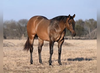 American Quarter Horse, Hengst, 2 Jahre, Falbe