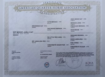 American Quarter Horse, Hengst, 2 Jahre, Fuchs