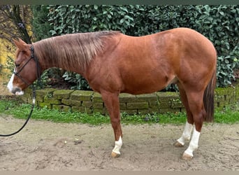 American Quarter Horse, Hengst, 2 Jahre, Fuchs