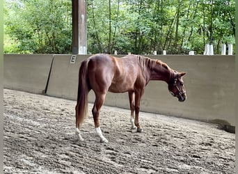 American Quarter Horse, Hengst, 2 Jahre, Fuchs