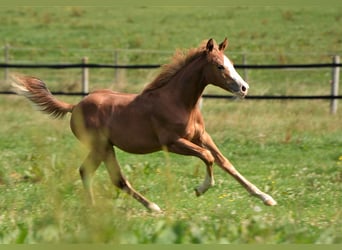 American Quarter Horse, Hengst, 2 Jahre, Fuchs