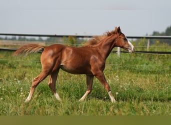 American Quarter Horse, Hengst, 2 Jahre, Fuchs