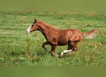 American Quarter Horse, Hengst, 2 Jahre, Fuchs