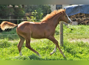 American Quarter Horse, Hengst, 2 Jahre, Fuchs