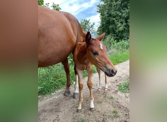 American Quarter Horse, Hengst, 2 Jahre, Fuchs