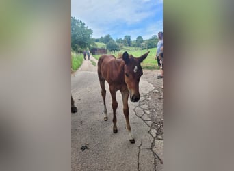 American Quarter Horse, Hengst, 2 Jahre, Fuchs