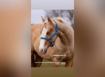 American Quarter Horse, Hengst, 2 Jahre, Palomino