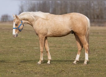 American Quarter Horse, Hengst, 2 Jahre, Palomino